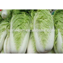 Frozen mesh bag cabbage price per ton for leafy cabbage